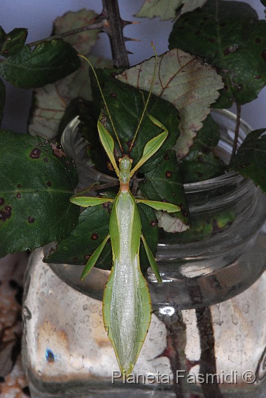 Phyllium siccifolium M 03.JPG